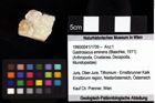 Foto (Objket + Etiketten) von ? Magila sp. 